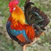 Colorful Rooster paint by numbers