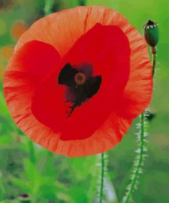 Common Poppy paint by numbers