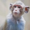 Cute baby monkey paint by numbres