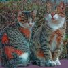 Cute kittens paint by numbers