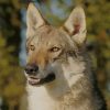 Czechoslovakian Wolfdog paint by numbers