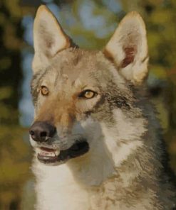 Czechoslovakian Wolfdog paint by numbers