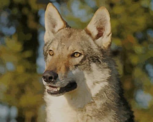 Czechoslovakian Wolfdog paint by numbers