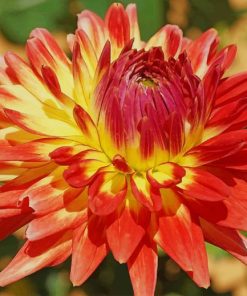 Dahlia flower paint by number