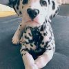 Dalmatian Dog paint by numbers