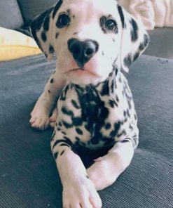 Dalmatian Dog paint by numbers