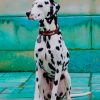 Dalmatian Dog paint by numbers