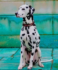 Dalmatian Dog paint by numbers