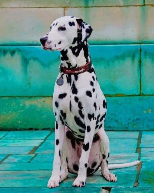 Dalmatian Dog paint by numbers