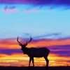 Deer Silhouette paint by numbers