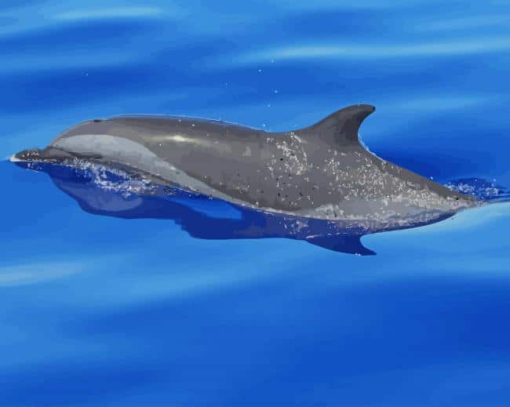 Dolphin paint by number