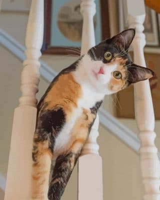 Domestic Short Haired Cat paint by numbers