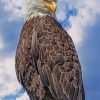 Eagle Bird paint by numbers