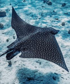 Eagle Rays Fish paint by numbers