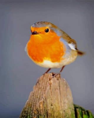 European Robin paint by numbers