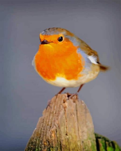 European Robin paint by numbers