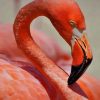 Flamingo Bird paint by numbers