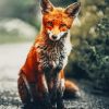 Fox Photography paint by numbers