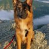 German Shepherd paint by numbers