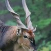 Giant Eland Animal paint by numbers