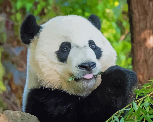 Giant Panda paint by numbers