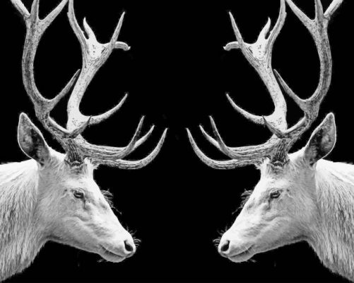 black and white elk paiting by numbers
