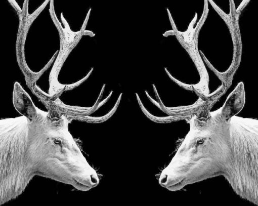 black and white elk paiting by numbers