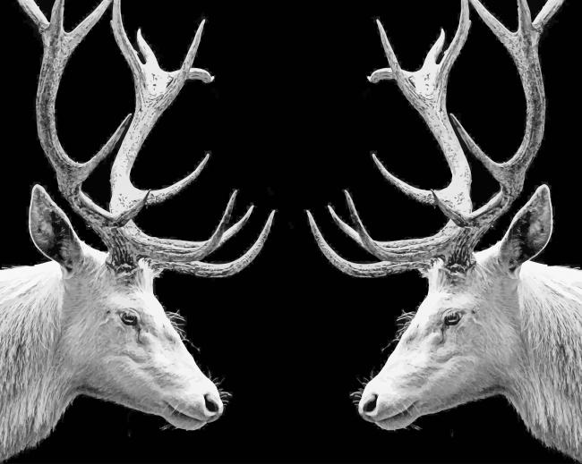 black and white elk paiting by numbers