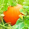 Pumpkins Grow On Trees Paiting by numbers