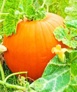 Pumpkins Grow On Trees Paiting by numbers