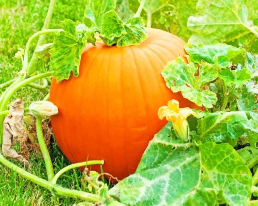 Pumpkins Grow On Trees Paiting by numbers