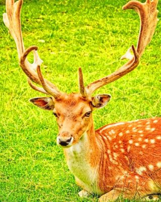 huge antlers deer painting by numbers