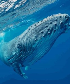 Humpback Whale paint by numbers