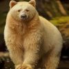 Kermode Bear paint by numbers