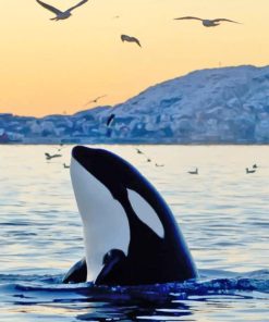 Killer Whale Animal paint by numbers