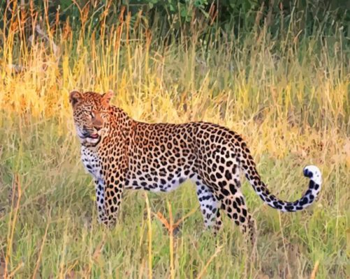 Leopard Animal paint by numbers