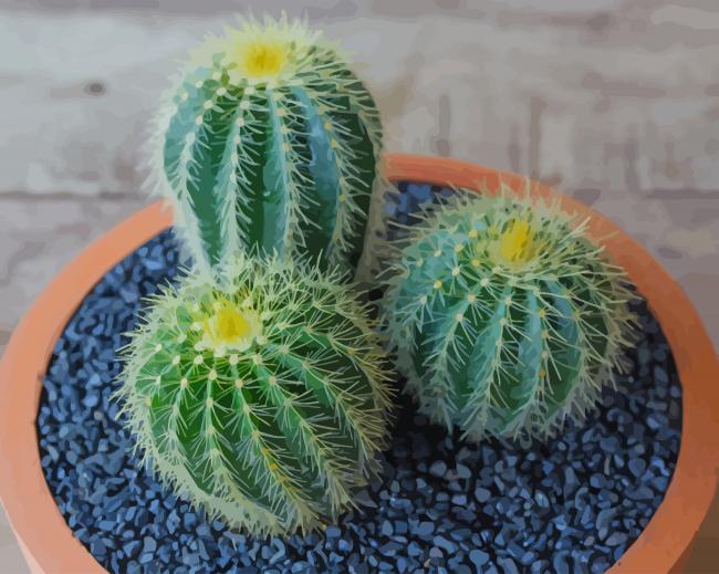 Mammillaria Plant Cactus paint by numbers