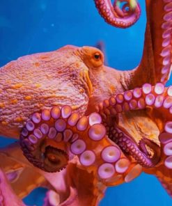 Octopus Animal pant by numbers