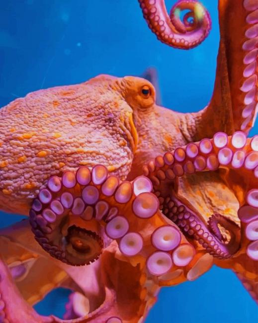 Octopus Animal pant by numbers