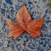Old Leaf paint by numbers