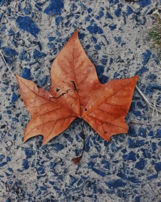 Old Leaf paint by numbers