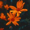 Orange Daisies paint by numbers