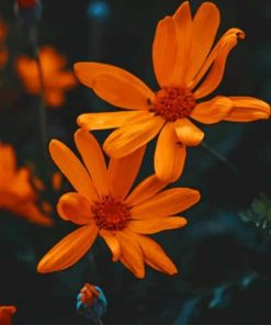 Orange Daisies paint by numbers