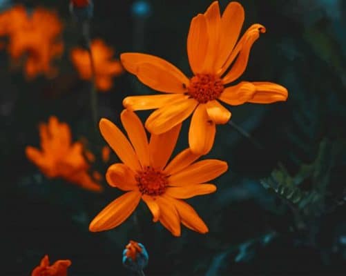 Orange Daisies paint by numbers