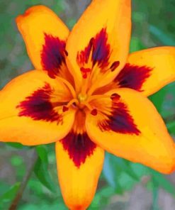 Orange Lily paint by numbers