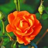 Orange rose paint by numbers