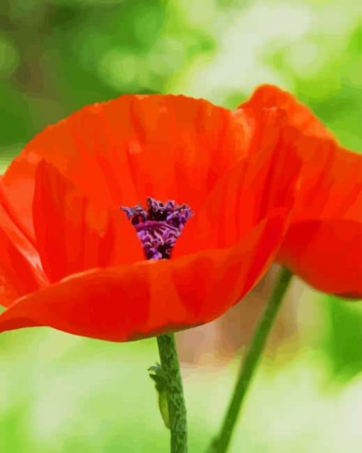 Oriental Poppy paint by numbers