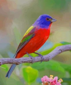 Painted Bunting Birds paint by numbers