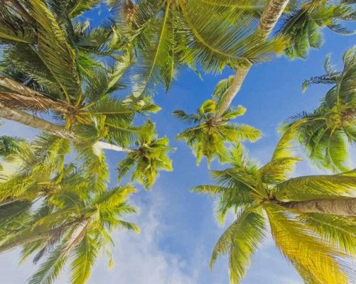 Palm trees paint by numbers