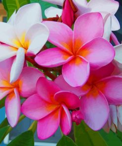 Pink Tropical Flower paint by numbers